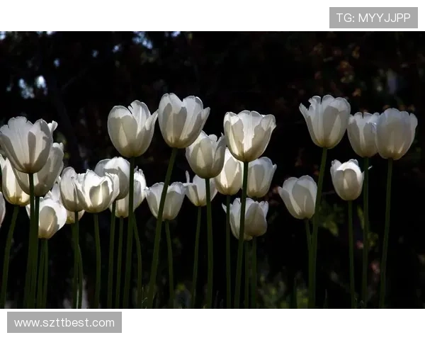 爱从零开始：那些最初的悸动，如何绽放成永恒
